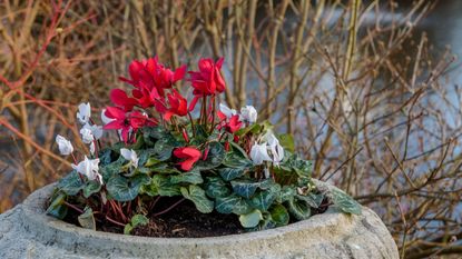 Red and white flowering cyclamen growing in stone pot in winter garden