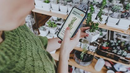 A woman uses her smartphone to identify a plant