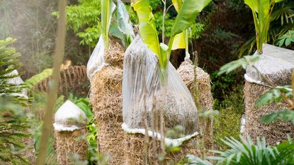 banana trees wrapped in straw for winter