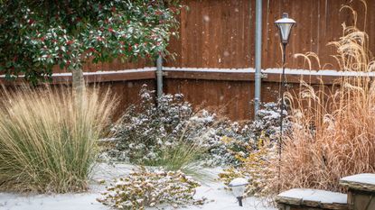 Snowfall in a winter garden with grasses and herbaceous plants