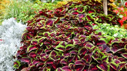 Coleus plants growing in a garden with red, green and pink foliage