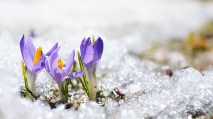 Crocuses growing through snow during a spring thaw