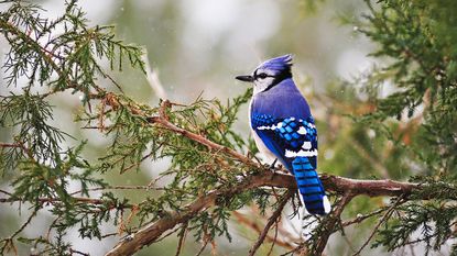 Blue jay sits on tree branch in winter