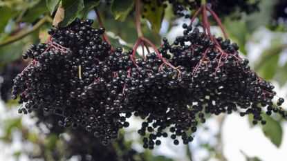 Dark ripe berries on an elderberry shrub