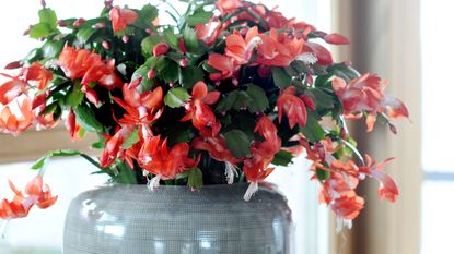 Red flowering Christmas cactus houseplant in blue-grey ceramic pot