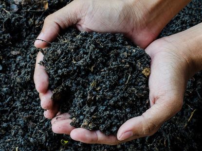 Hands Holding Garden Soil Compost