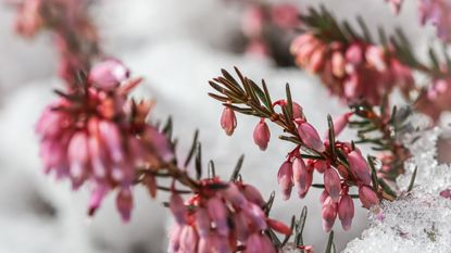 Pink winter heath flowers in the snow