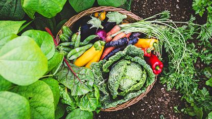 Freshly harvested organic vegetables in basket on veg plot