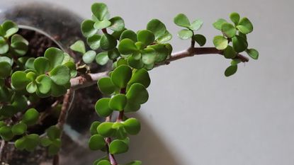 A close-up of a jade plant