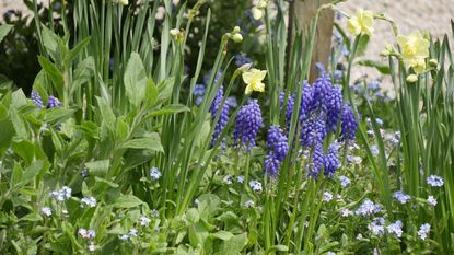 Daffodils, forget me nots and muscari in a sunny spring border