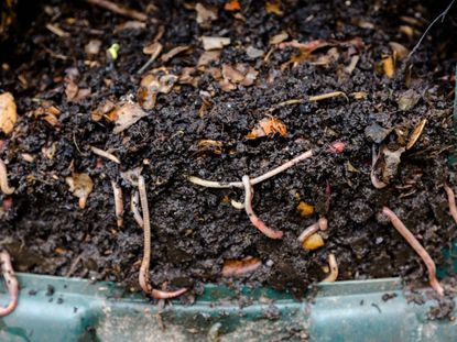 Vermicompost