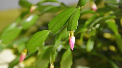 Christmas cactus flower buds