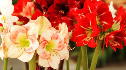 amaryllis grouping of red, white and variegated flowers