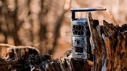 A trail camera on a tree 