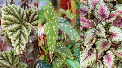 Best begonia varieties