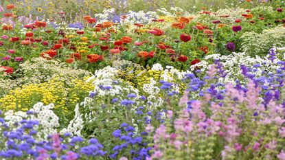 Garden filled with vibrant flowers