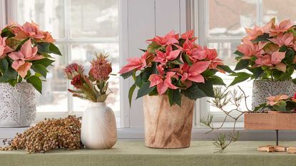 potted pink poinsettias on windowsill