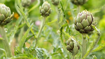 artichokes growing