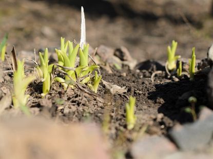 Plants Sprouting In The Garden