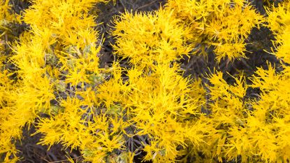 rubber rabbitbrush in full bloom showing yellow flowers