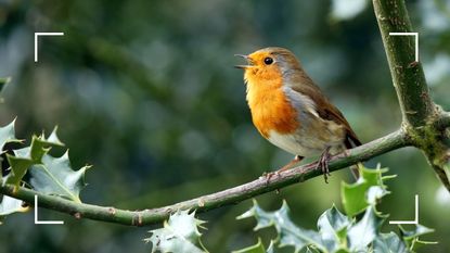 picture of robin sitting on a holly tree