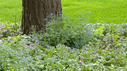 Ground cover plants for shade