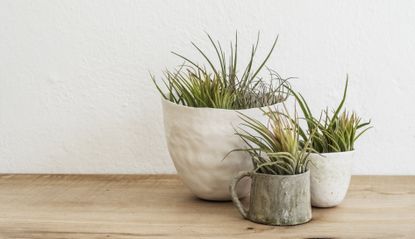 close up of three air plants in ceramic pots