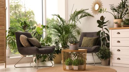 Easy to look after and hard to kill houseplants, including ZZ Plants, Jade Plants and more 