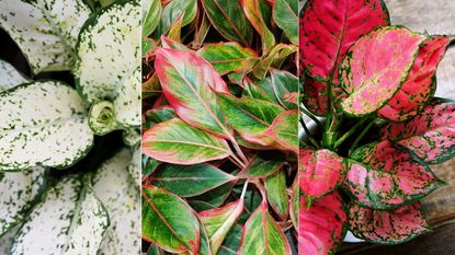 Chinese evergreen varieties 