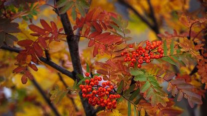 Rowan tree with orange and green leaves and red berries