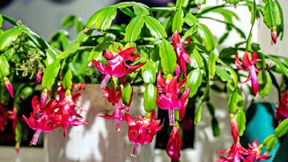 Christmas cactus with pink flowers