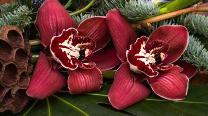 christmas decoration with red cymbidium orchid flowers, eringium, hypericum, nobilis, iris, cones, dried Lotus flower