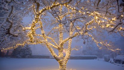 A tree wrapped in lights in a snowy backyard