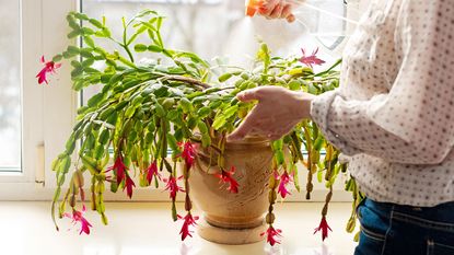 Misting Christmas cactus plant to provide water and raise humidity