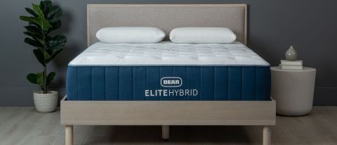 The Bear Elite Hybrid mattress photographed on a bed frame next to a tall green house plant during our review process