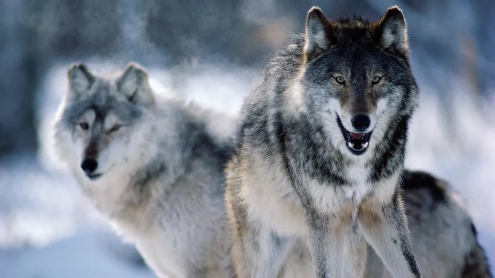 Gray wolves spotted in California National Park for first time in 100 years – here’s everything hikers need to know