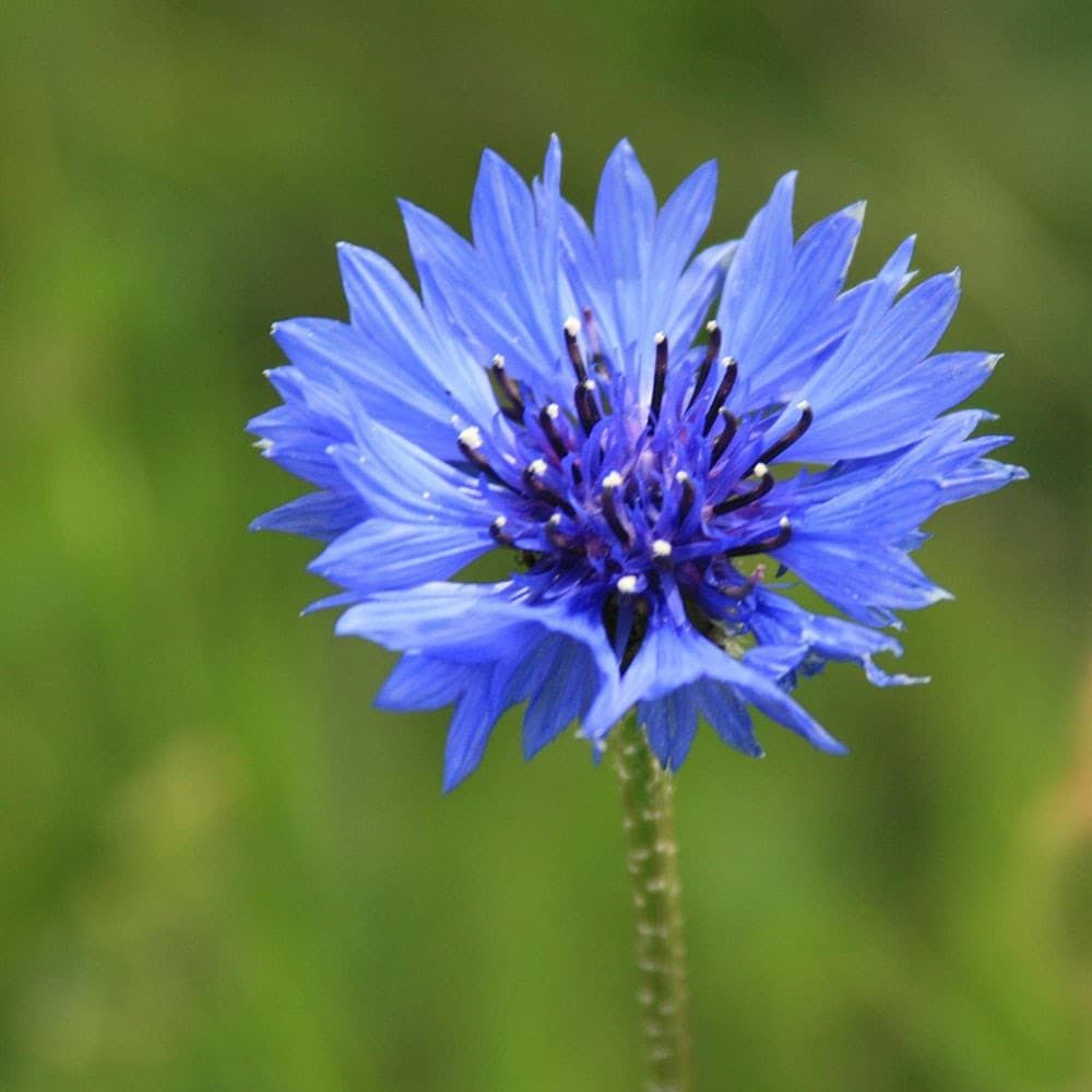 Centaurea Cyanus