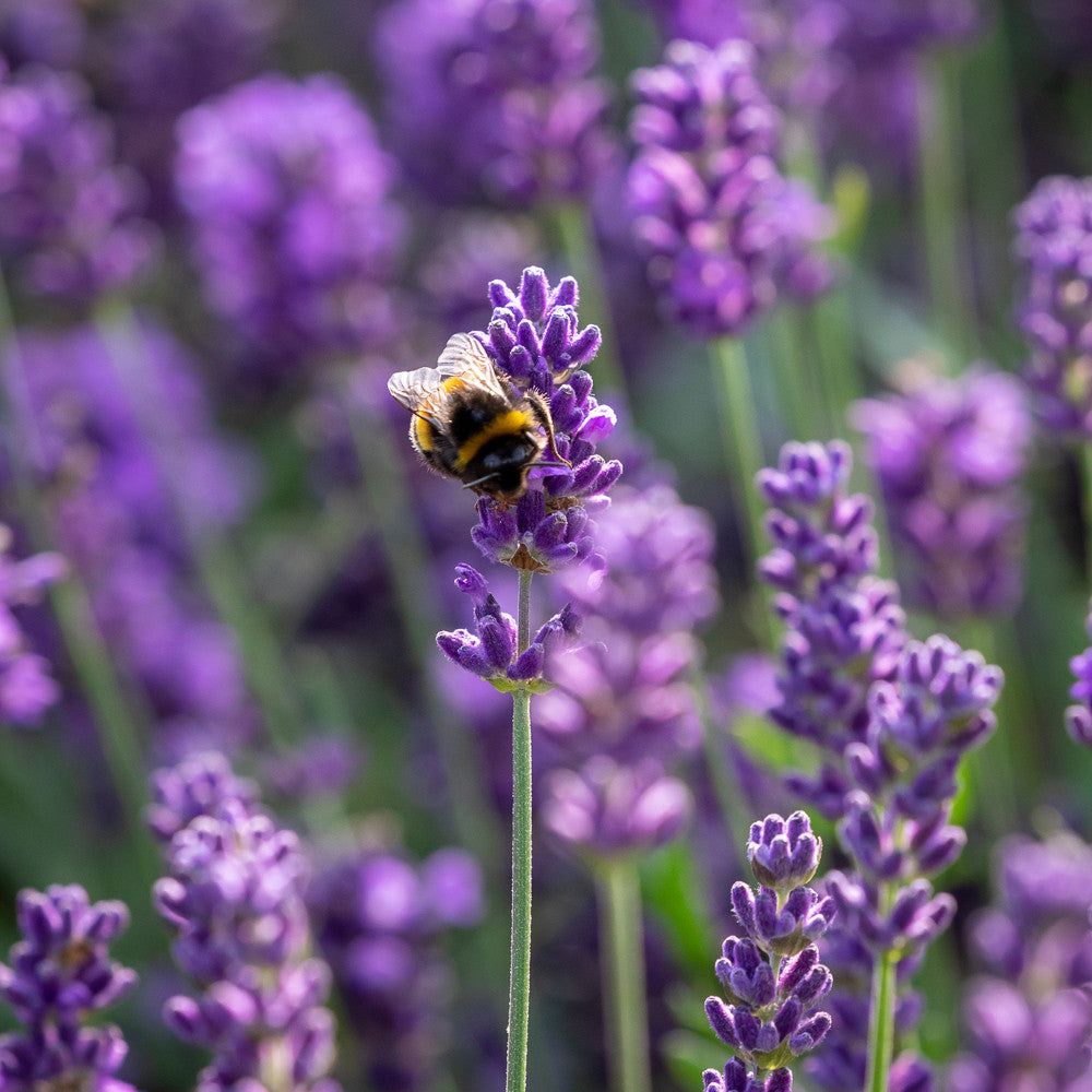 Lavandula Angustifolia 'hidcote' - 3 X 9cm Pots
