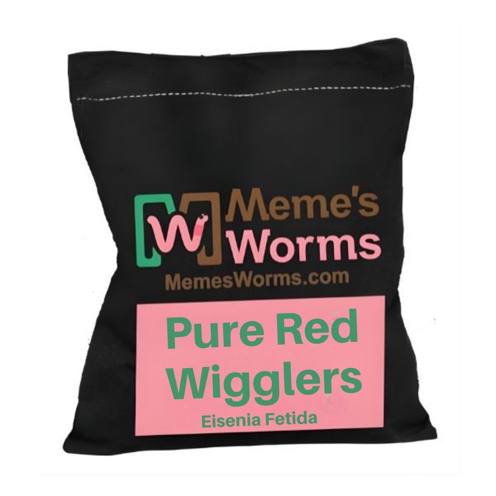 Red Wigglers for Sale - Pure Eisenia Fetida