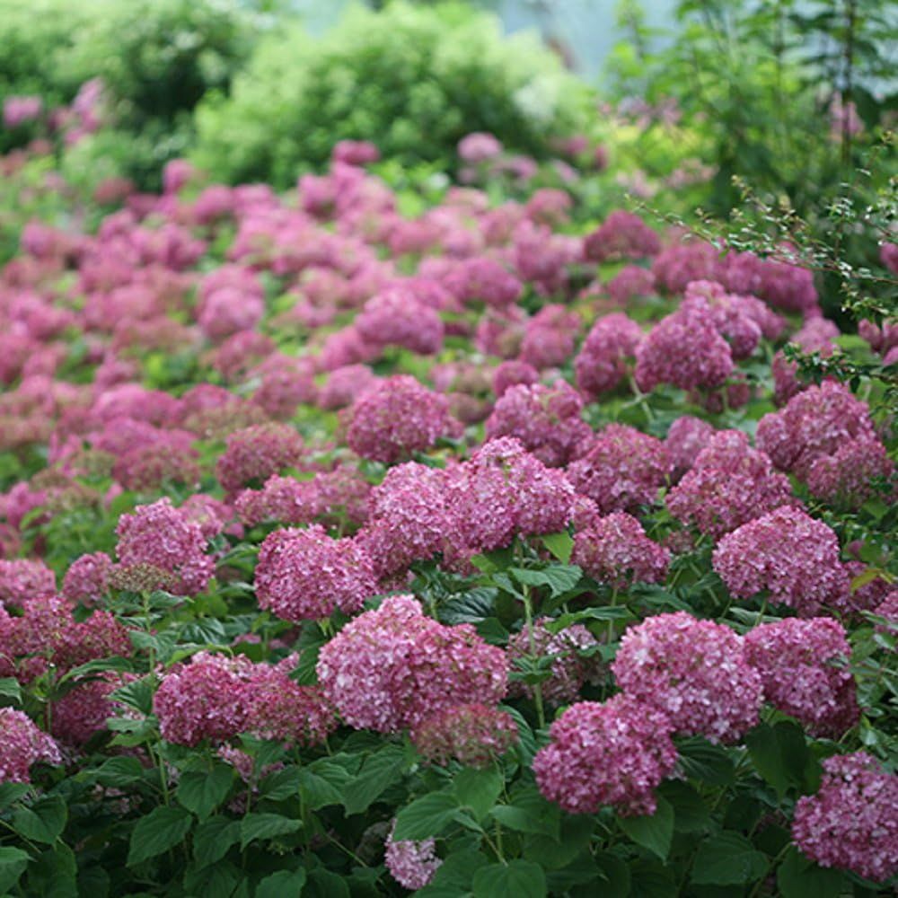 Invincibelle Mini Mauvette&amp;reg; Hydrangea - 4&quot; Pot - Proven Winners