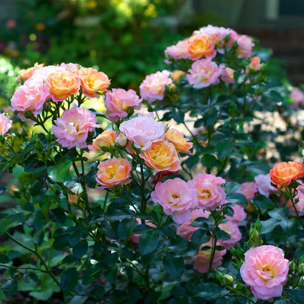 Peach Drift Rose
