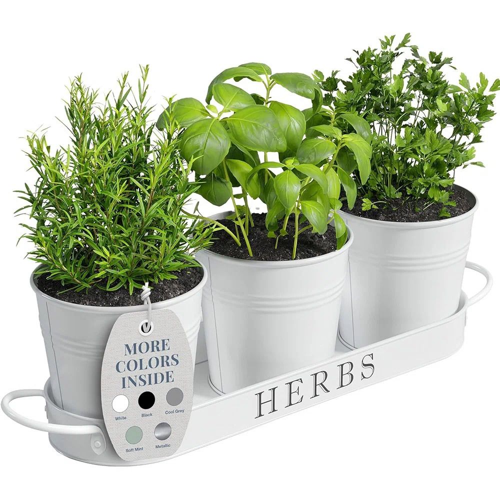 Wayfair herb garden
