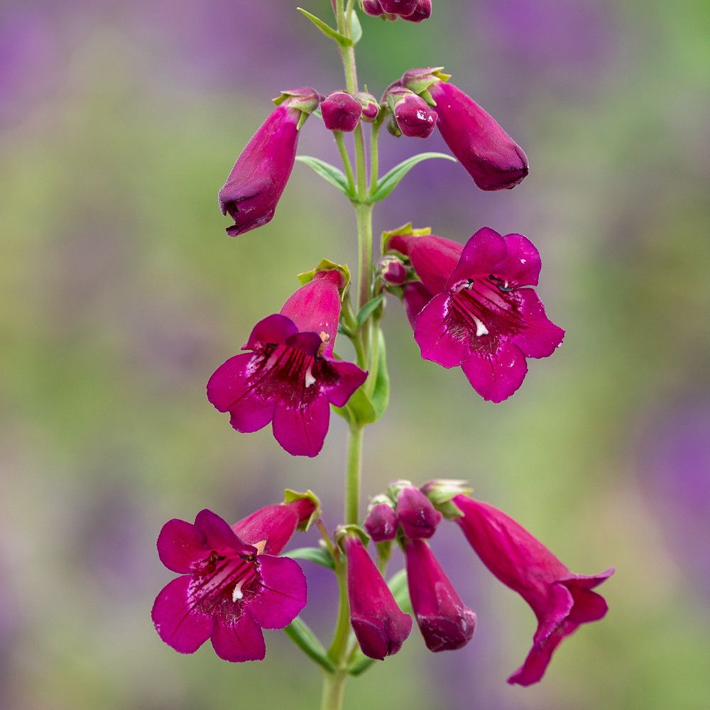 Penstemon 'rich Ruby'