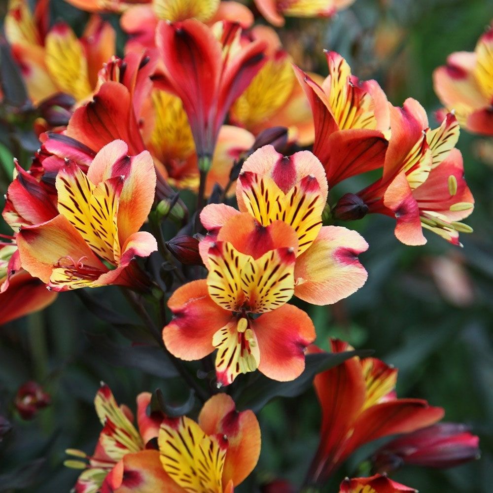 Alstroemeria Indian Summer ('tesronto') (pbr) (summer Paradise Series)