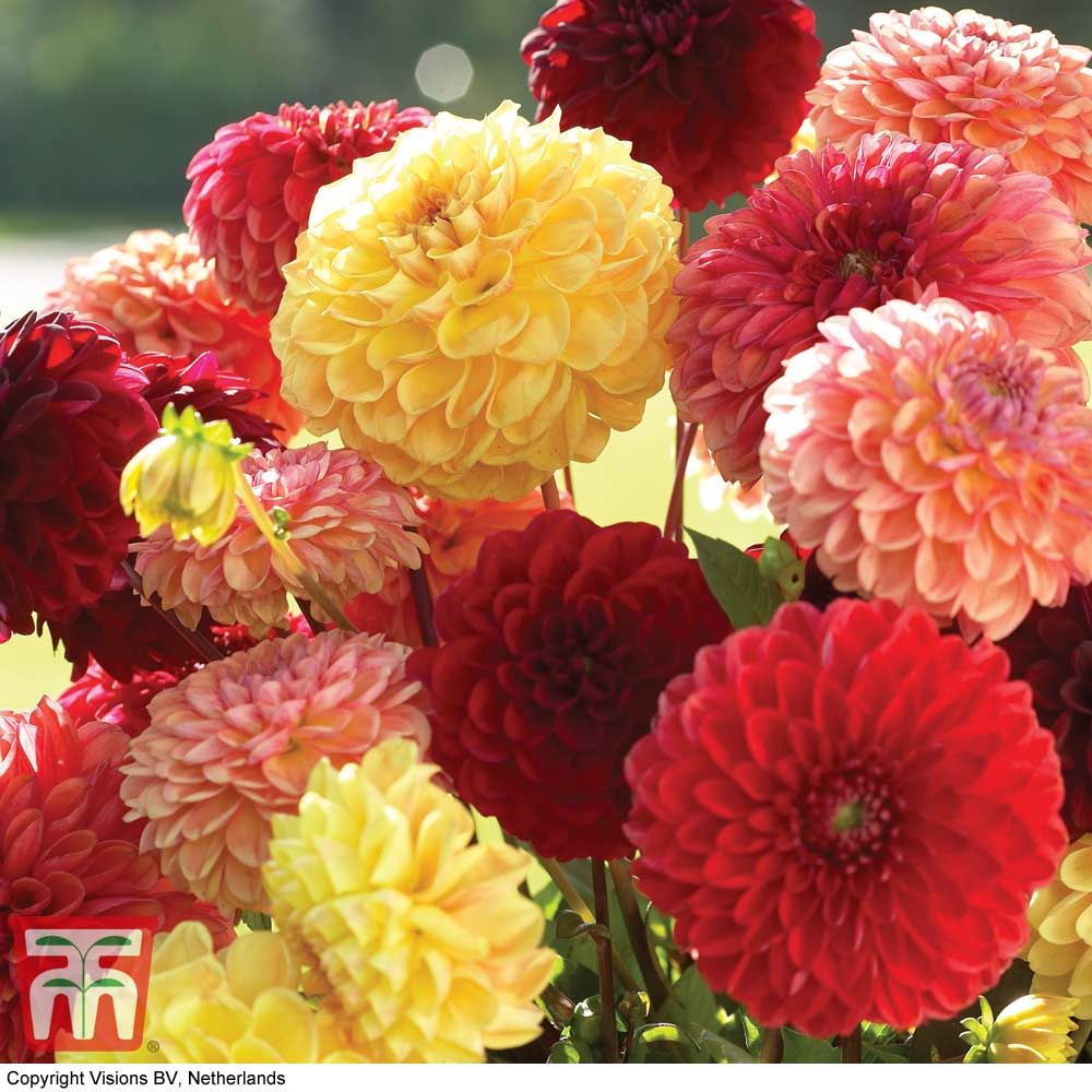 Dahlia Variabilis 'pompone Mix' - Seeds