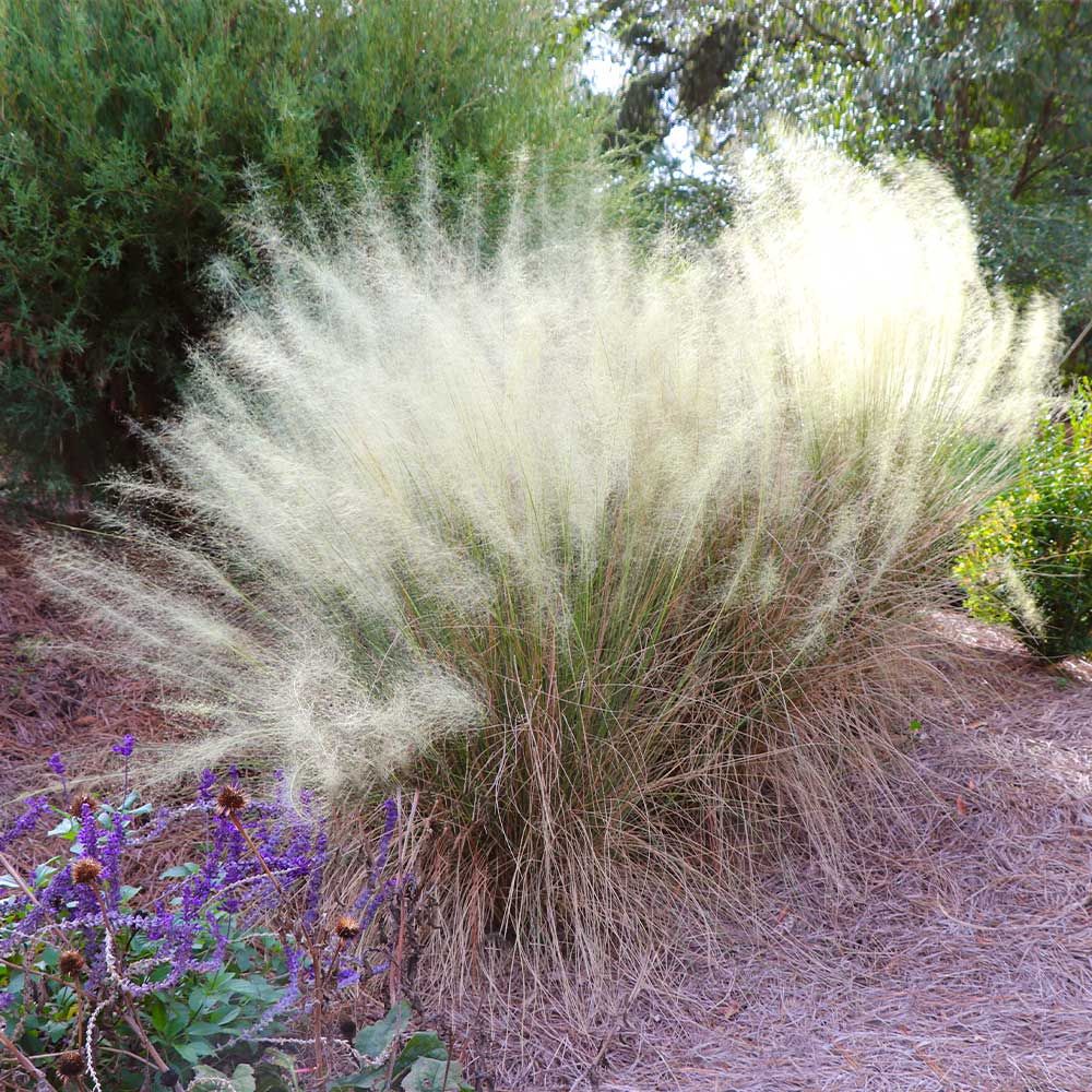 White Cloud Muhly Grass White Cloud Muhly Grass