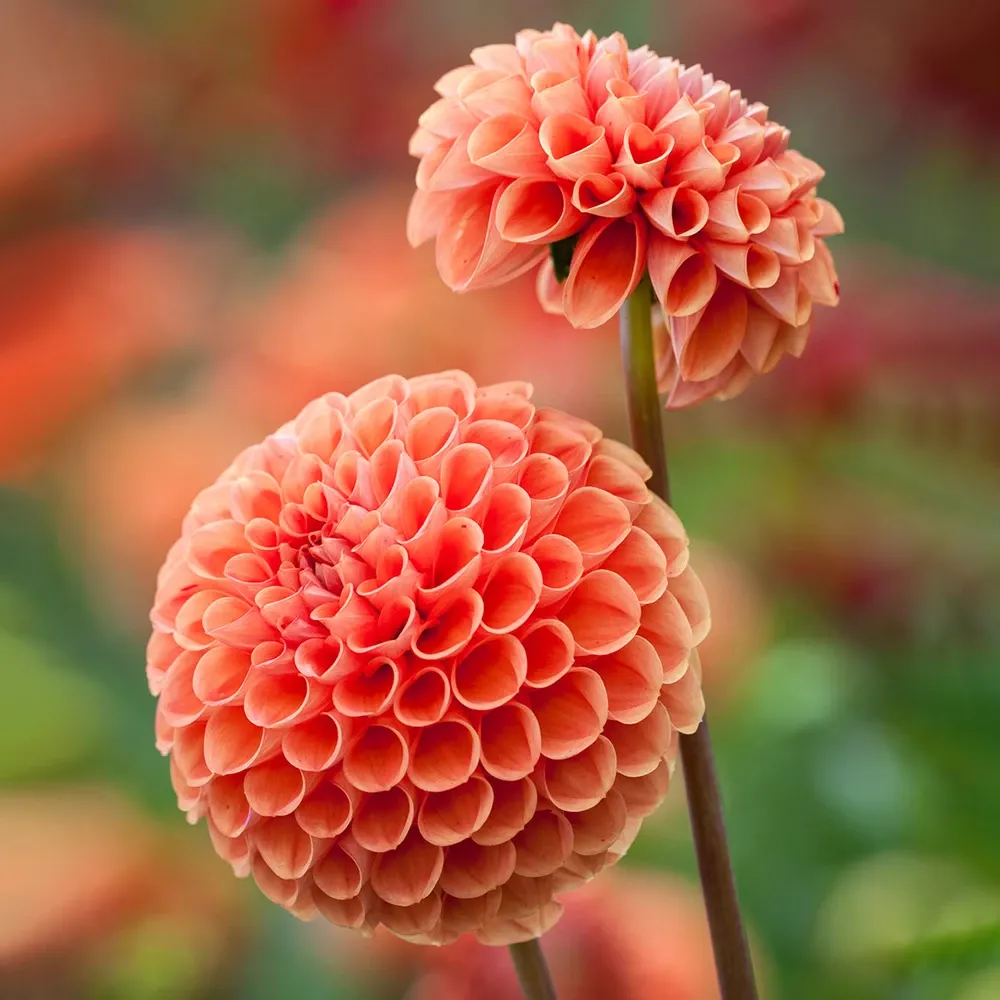 Dahlia 'cornel Brons'