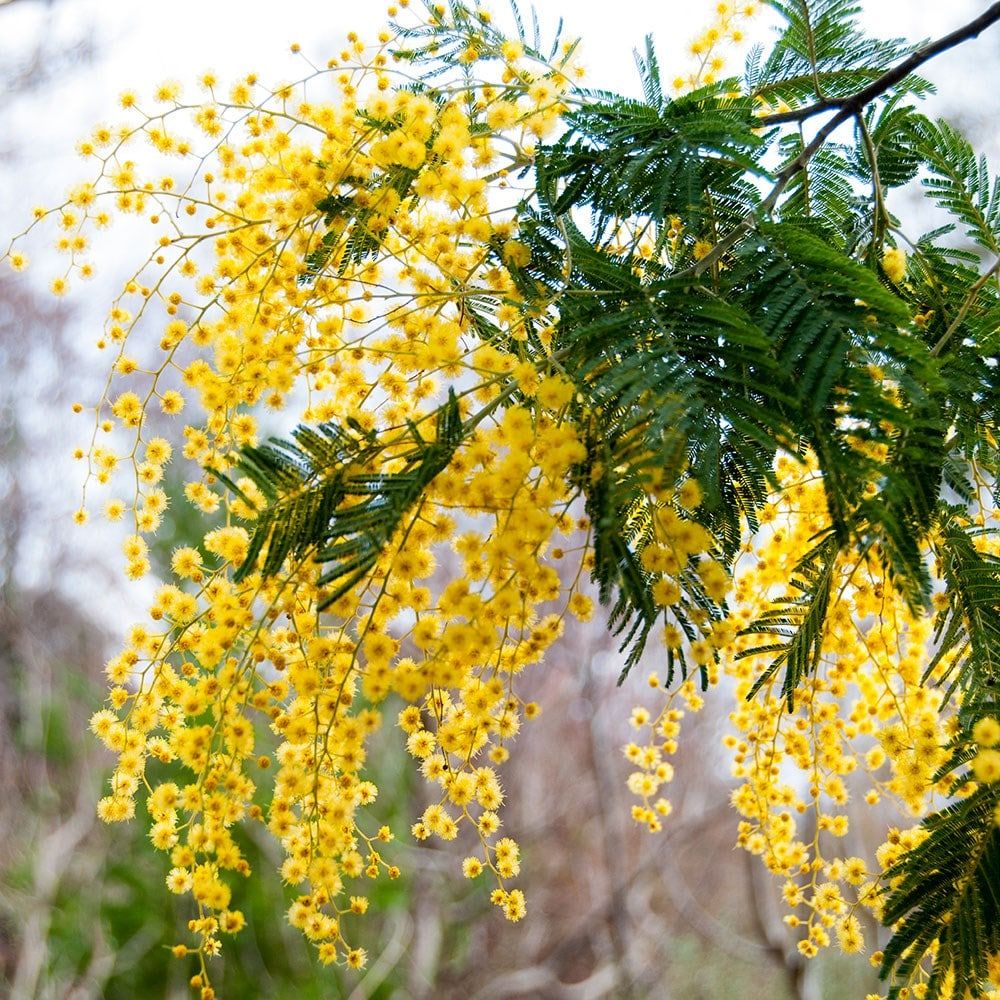 Acacia Dealbata