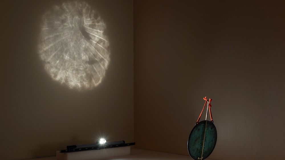 Microscopic photos show the hidden beauty of an invisible