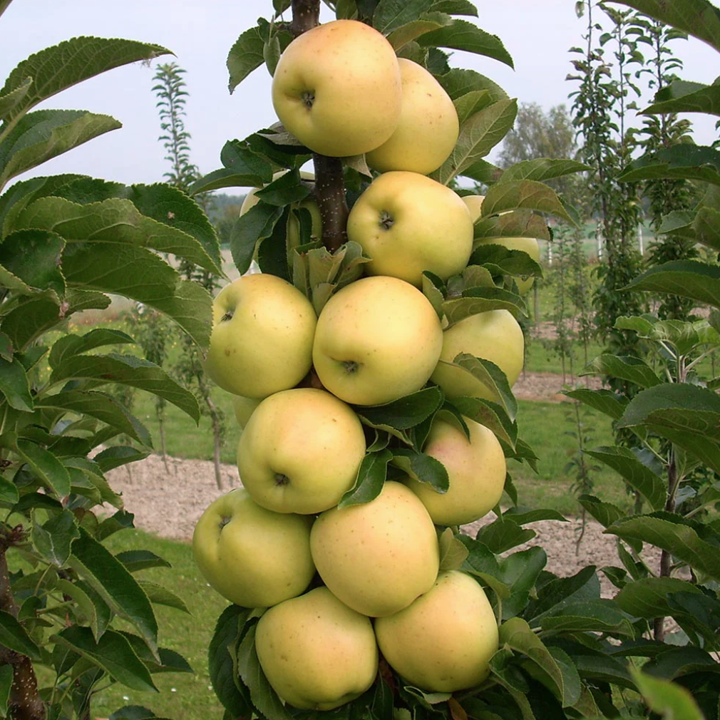 Fruit Snacks Golden Treat Apple from Fast Growing Trees